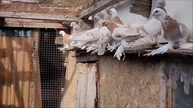 Сельские голуби.Голуби Виктора Васильевича, село Высоцкое. Номер телефона 8-906 - 473 - 98-85. смотреть онлайн