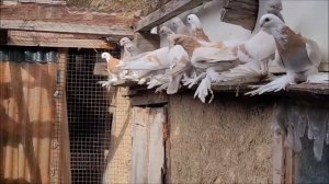 Сельские голуби.Голуби Виктора Васильевича, село Высоцкое. Номер телефона 8-906 - 473 - 98-85.