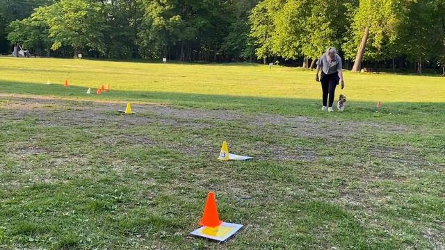 РО1 Щенки, Тихонова, Элиза, Сьюзен, Кубок Панды по Ралли Обидиенс 2023 смотреть онлайн