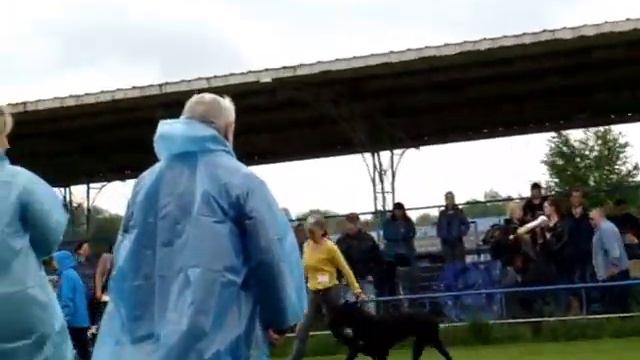 Выставка собак кане корсо САС Днепропетровск 2016. Кобели открытый смотреть онлайн