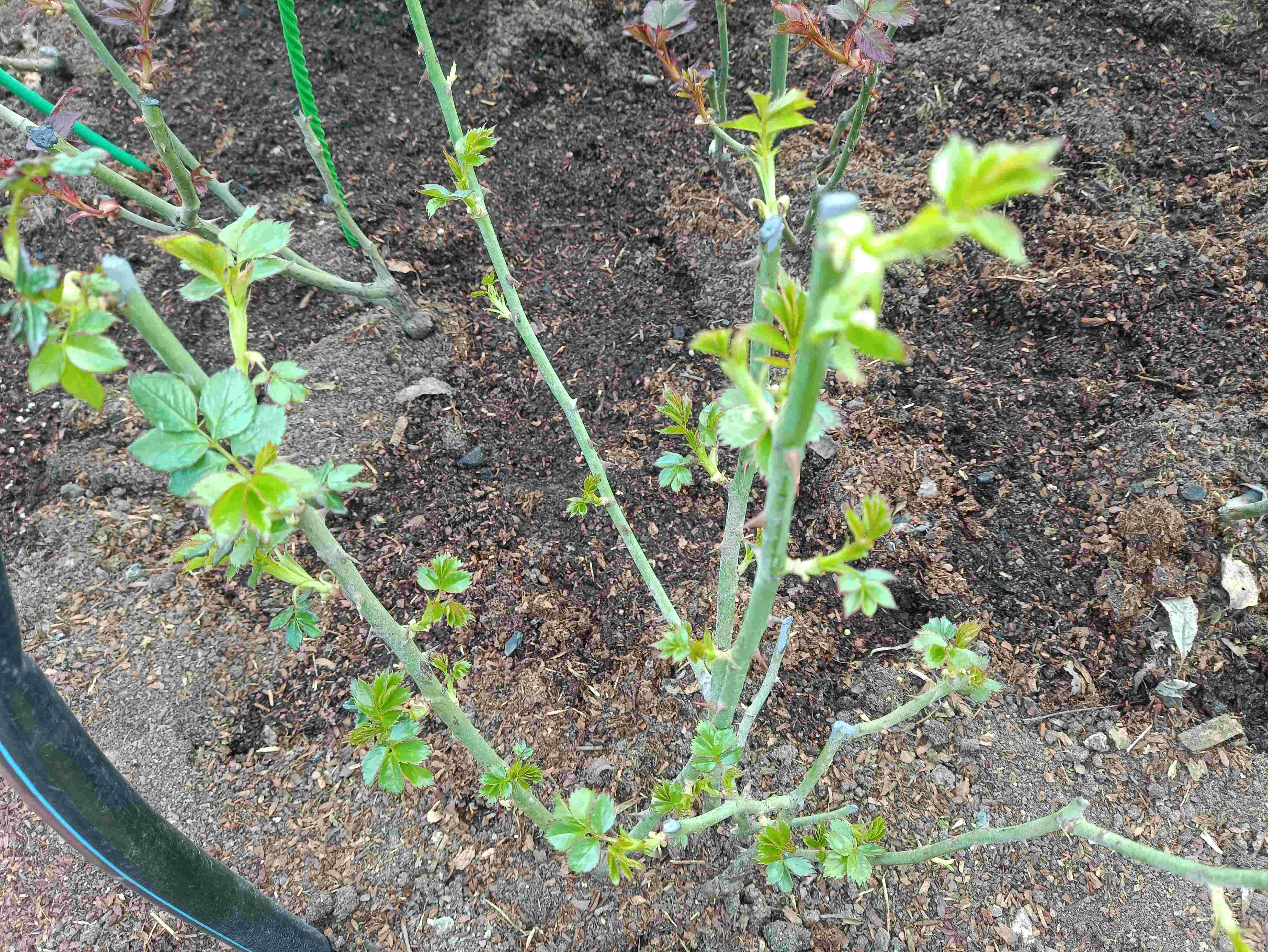 РОЗЫ МОЖНО ОТКРЫВАТЬ? смотреть онлайн