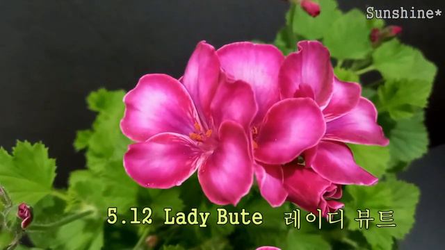2022 5,6월 리갈제라늄 ,Regal Pelargoniums (May&June) смотреть онлайн