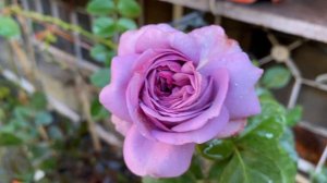 Kinda Blue, Kordes Rose, December, 2022