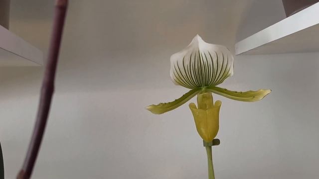 Красивое домашнее цветение орхидей