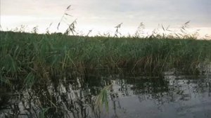 Робинзон.mp4