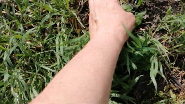 Осваиваем участок в загородном доме: лучшие сорта малины, нектарин, что делать с улитками смотреть онлайн