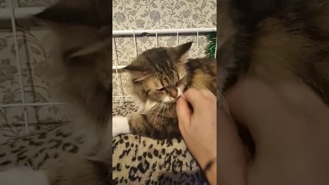 Рысь Кошка Похожа На Нее смотреть онлайн