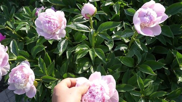 Пион ANGEL CHEEKS смотреть онлайн