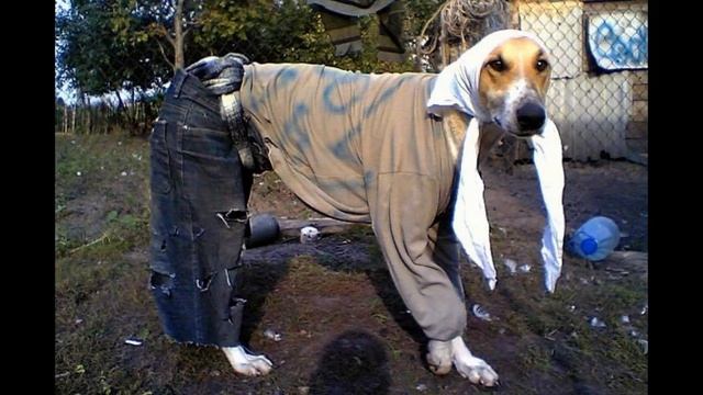 одежда для крупных собак смотреть онлайн