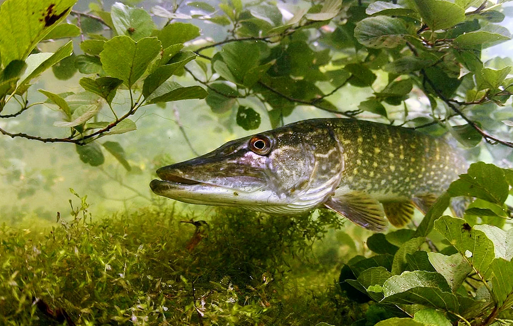 Подводная охота в густой траве.
Фильм из альманаха "Встречи на водоёмах" смотреть онлайн