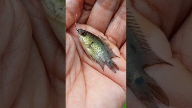 Mini Black Bass KW Super | Micro Fishing Tanago смотреть онлайн