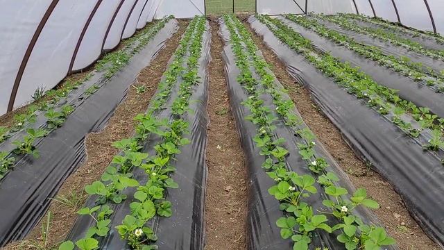 Обзор теплицы подкормки и обработки 8.04.2021 смотреть онлайн