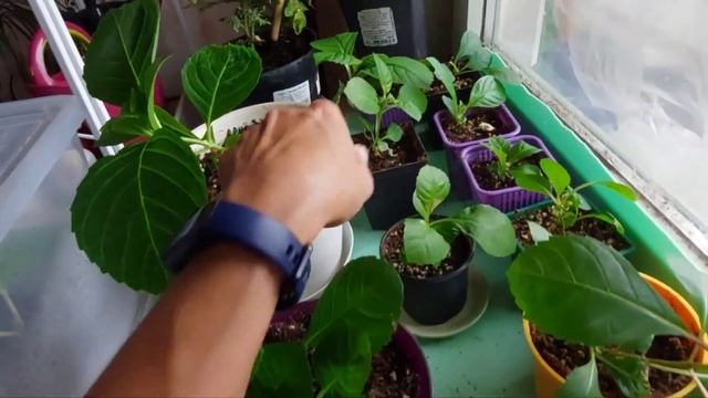 Укоренившиеся черенки крупнолистной гортензии. Что с ними делать дальше?