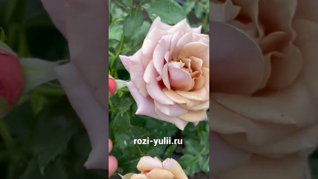 Розочка «Коко Локо» 🥀Каталог rozi-yulii.ru🥀 #саженцыроз #розывсаду смотреть онлайн