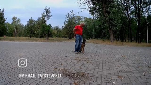 Бельгийская овчарка малинуа Альф занятя после физической нагрузки 3.mp4