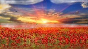 Красивое поле маков HD футаж для монтажа видео