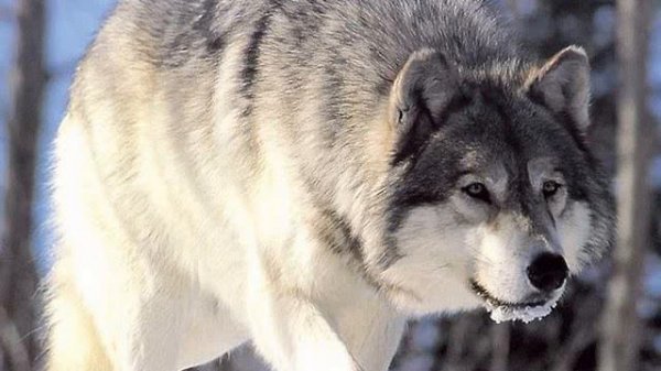 NoHealer Martynov - Дикие Волки (c) Wild Wolves (c)