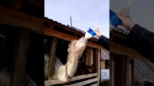 Животные и Их Жизнь