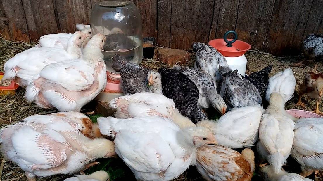 Это КОРМЛЕНИЕ ПОВЫШАЕТ яйценоскость у кур. смотреть онлайн