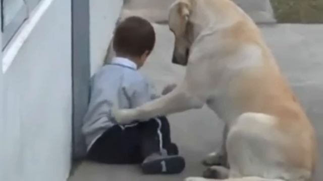 Sweet Mama Dog Interacting with a 3yo DS child From Jim Stenson. смотреть онлайн
