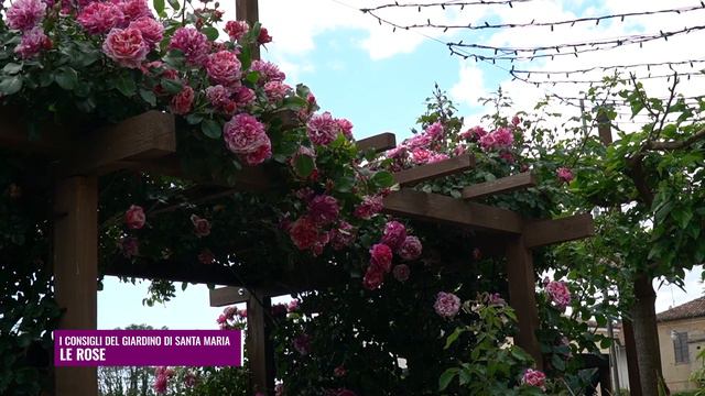 I consigli del Giardino di Santa Maria - LE ROSE смотреть онлайн