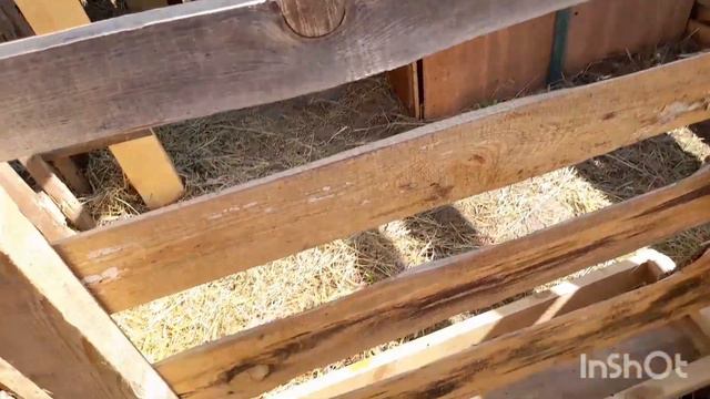 Поросята переселились. Бройлеры мрут. смотреть онлайн