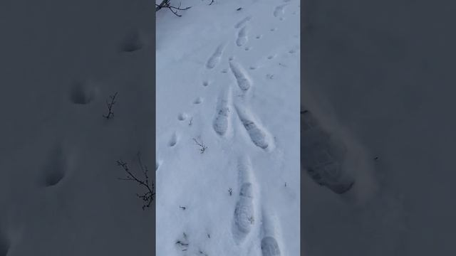 Куда ведут кошачьи следы | По кошачьим следам смотреть онлайн