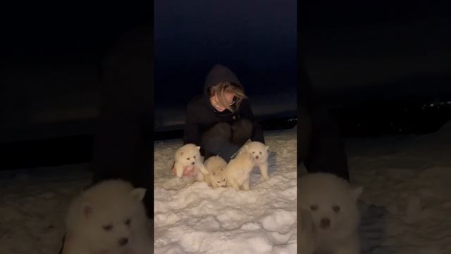 Помски, мини хаски щенки смотреть онлайн