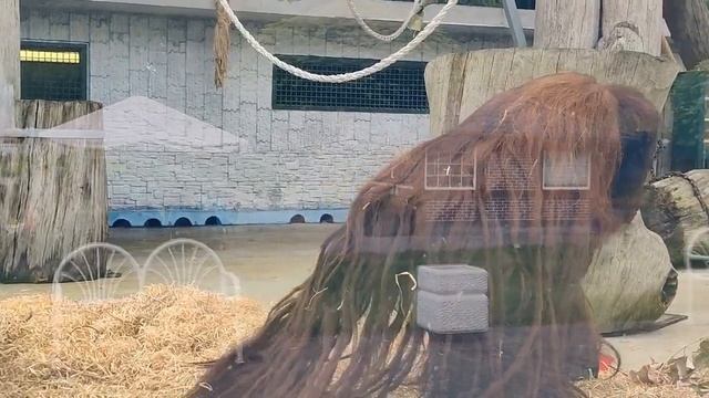 ЗООПАРК КАЛИНИНГРАДА. смотреть онлайн