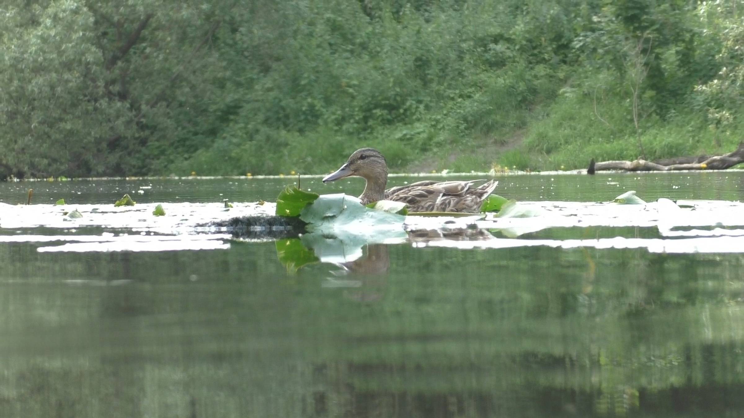 Охота на утку. Эпизод. смотреть онлайн