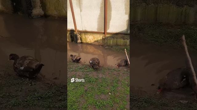 Индоутки ,,красный бык"