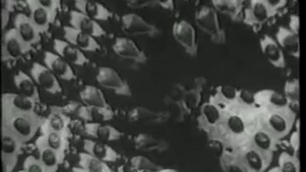 Сахы Джепбаров-Бу гун.flv