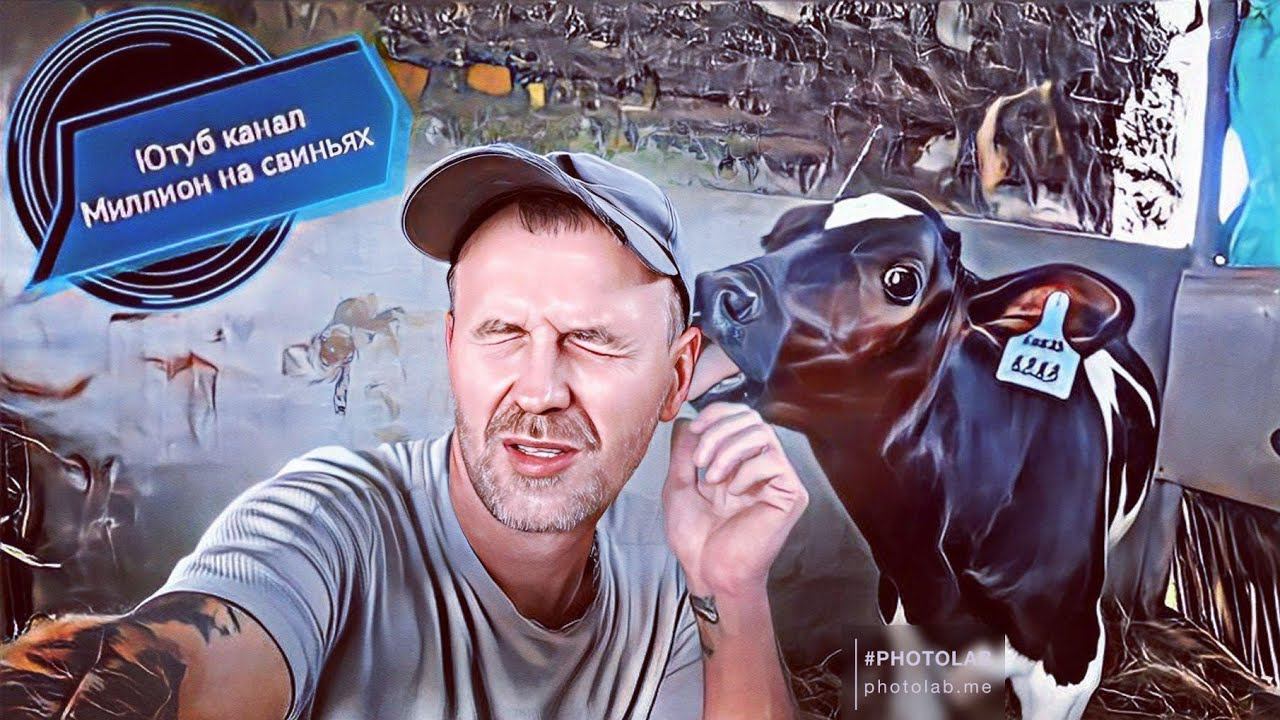 ‼️ВЕС ТЕЛЯТ В 60 ДНЕЙ‼️РЕМОНТ В СВИНАРНИКЕ‼️ смотреть онлайн