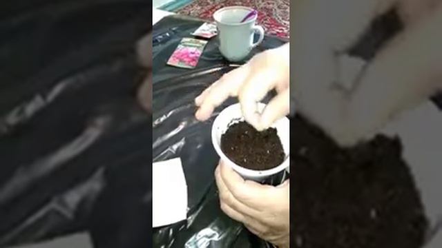 Геран гулини уруғидан экиб кўпайтириш смотреть онлайн