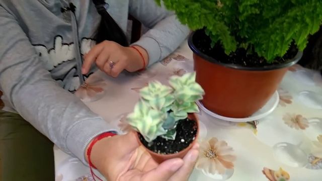 Мои комнатные растения // Какой май без цветов ... // Мои цветы смотреть онлайн