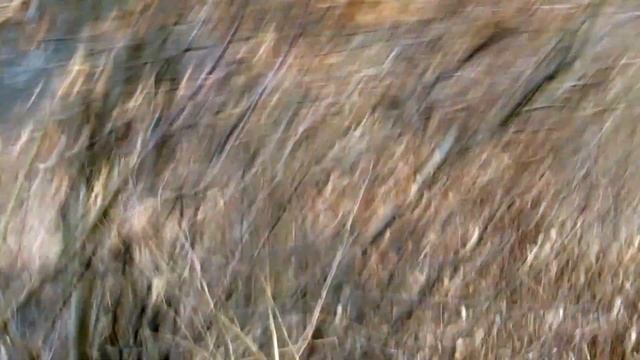 Vlog: наш февраль, костер,хаски,заброшенная вышивка./ February, bonfire, husky, embroidery. смотреть онлайн