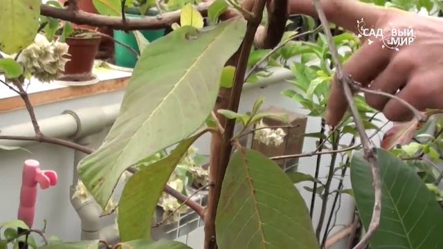Тропические растения дома. Гуаява. Сайт "Садовый мир" смотреть онлайн