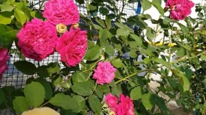 Сорт розы ВИЛЬЯМ ШЕКСПИР (Остинка) - у меня в Плетистой форме, яркая,некапризная, ароматная 10.06.2