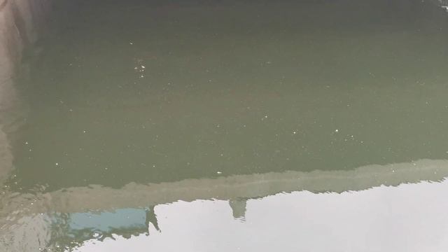 Ферма пожарный водоем перезимовала кормим форель смотреть онлайн