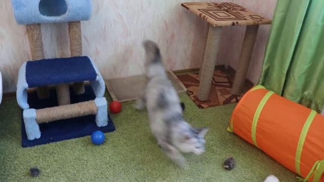 Forest Yeti Occamy (2) смотреть онлайн
