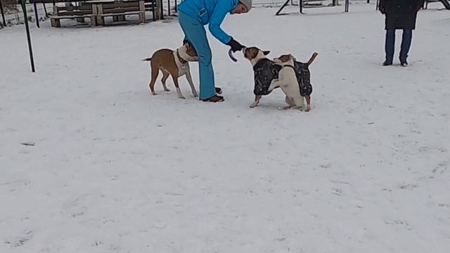 Три терьера???. Мини-бультерьер знакомиться со стаффордширским терьером и джек-рассел-терьером. смотреть онлайн