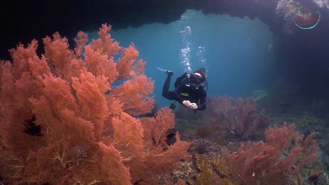 Diving at its Finest with Coralia Liveaboard in Indonesia смотреть онлайн