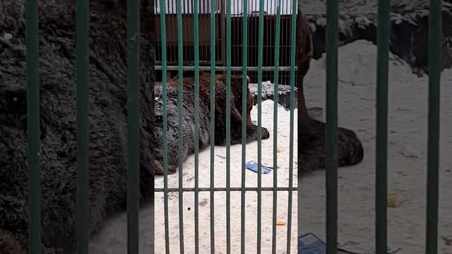 Парус база отдыха.Тигры медведи волки и много другой живности смотреть онлайн