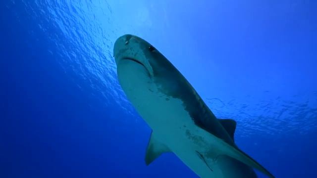Facts: The Tiger Shark смотреть онлайн