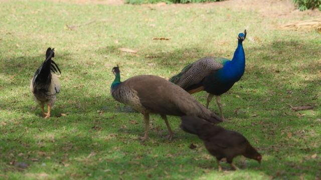 La música relajante de piano con sonidos de pájaros ayuda a relajar la mente y el alma. смотреть онлайн
