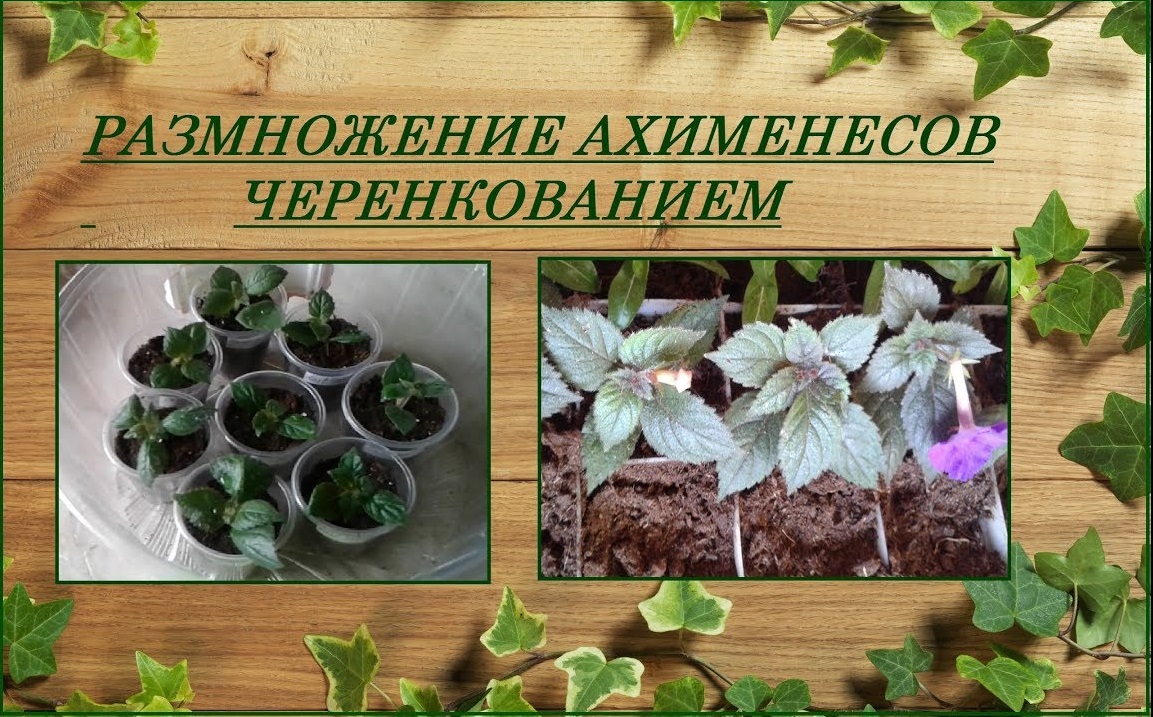Ахименесы размножение черенками быстро и просто, два способа смотреть онлайн
