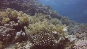 Красоты Красного моря, рифы острова Тиран