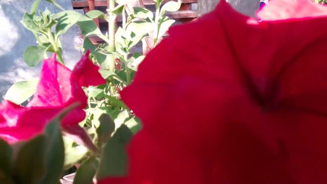 Петуния. Красоточка 🤗