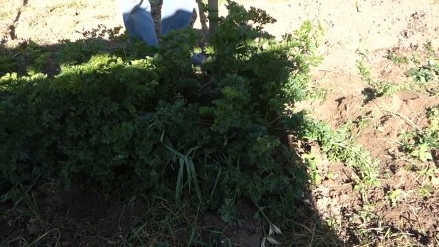 340. УБИРАЕМ СЕЛЬДЕРЕЙ ЧЕРЕШКОВЫЙ И КОРНЕВОЙ 2019 смотреть онлайн