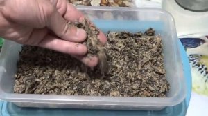 ЛУЧШАЯ  прикормка на карася своими руками. Приготовление.